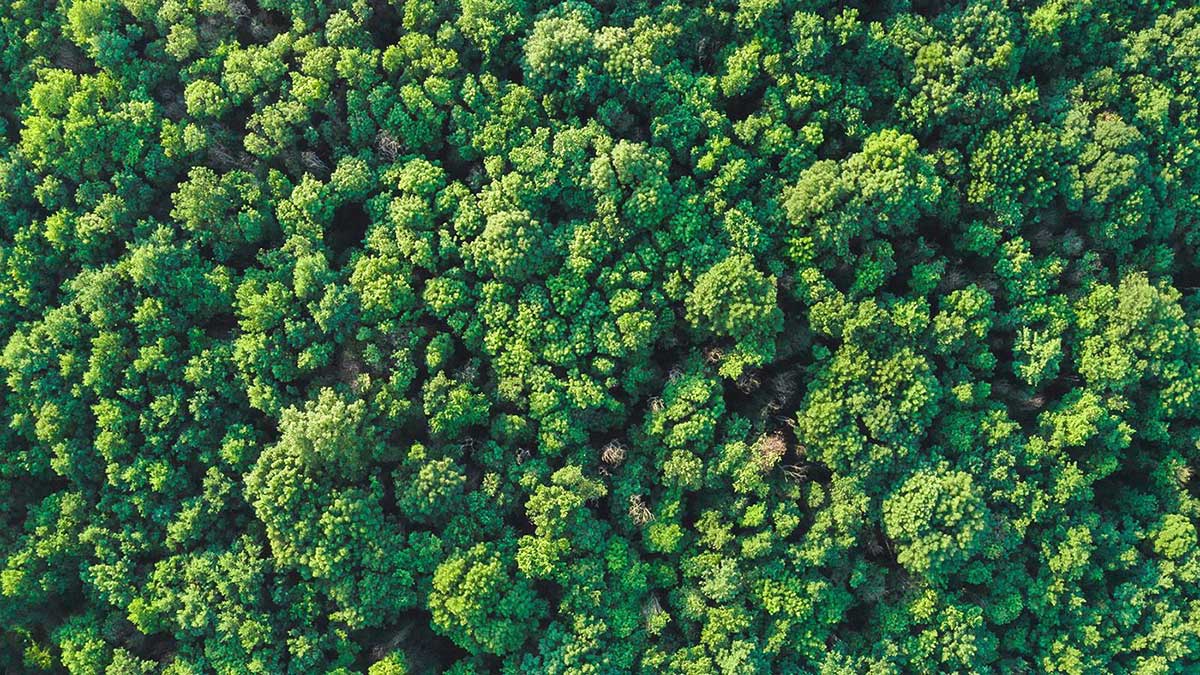 Forêt Journée de la Terre